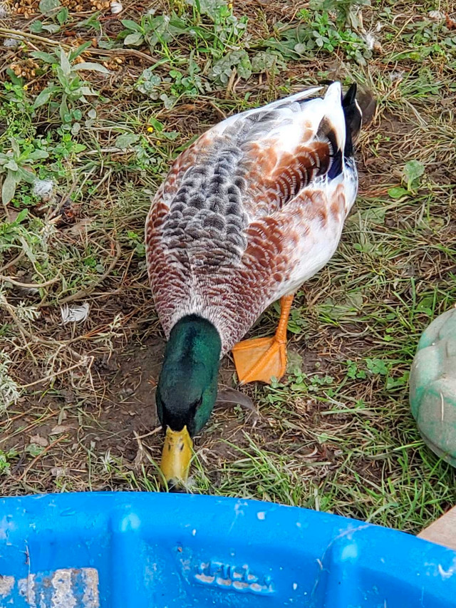Call Duck Hatching Eggs For Sale in Livestock in Napanee - Image 3