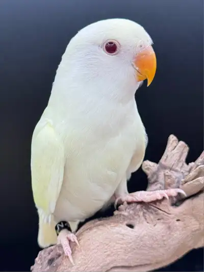 INSEPARABLE PEACH FACE DISPONIBLE, View more