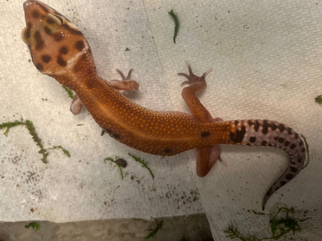 Blood Emerine Young Leopard Gecko in Other Pets for Rehoming in Calgary