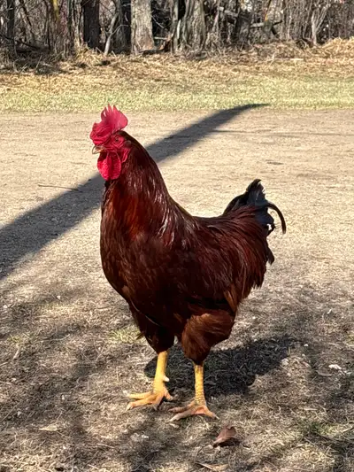 Free Rhode Island Red Roosters, View more