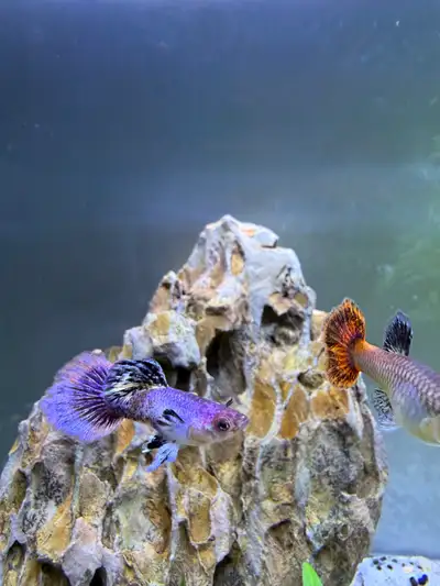pink magenta guppy , View more