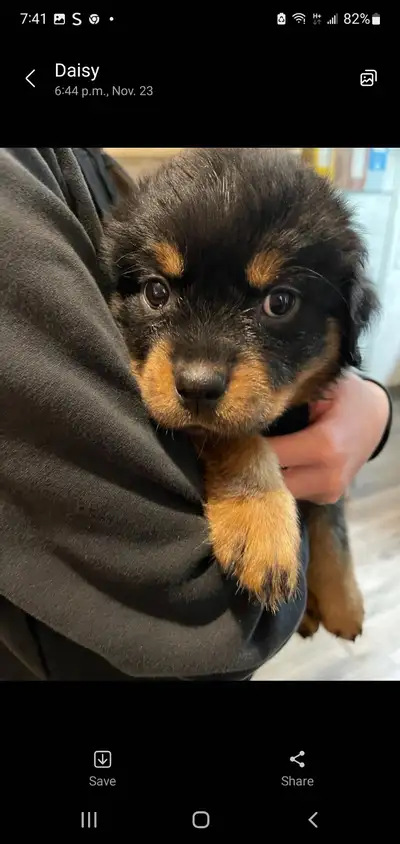 Rottweiler Puppies, View more