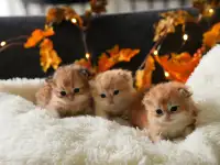 Purebred British Shorthair Longhair Golden Kittens  