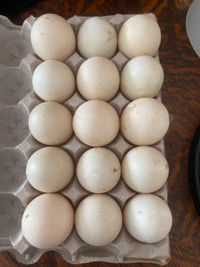 Duck Eggs/Hatching Eggs