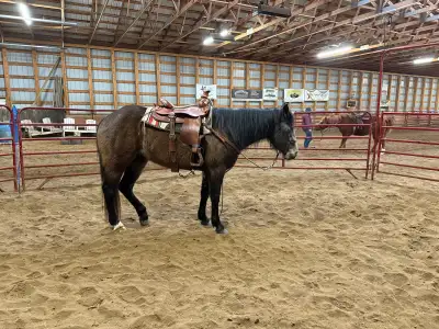 gorgeous gray mare, View more