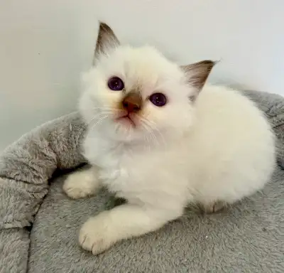TICA Registered Ragdoll Kittens, View more
