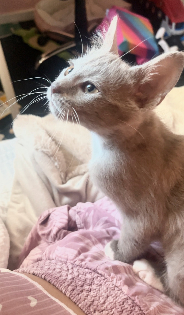 Russian Blue Kitten in Cats & Kittens for Rehoming in Richmond - Image 2