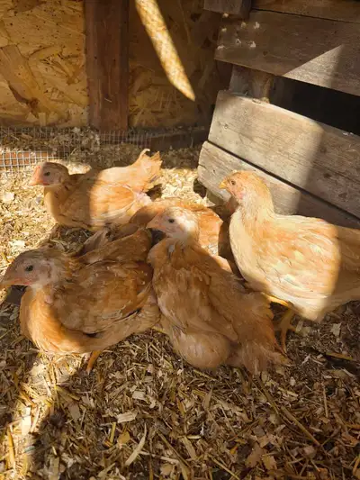 young pullets , View more