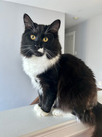 Male kitty for rehoming