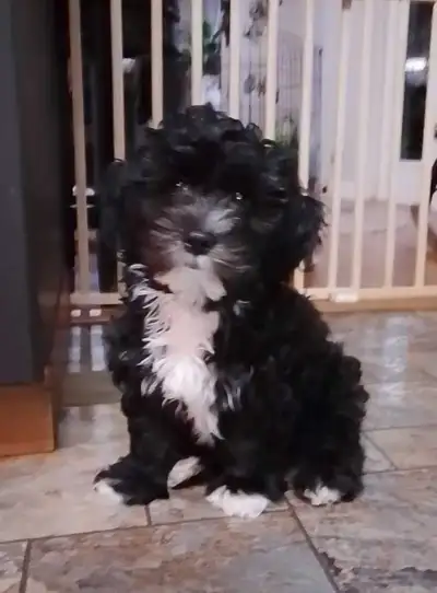 Open too Reasonable Offers ,Too Really Good Home. 1 BOY Born Sept 15 (Litter of six) Non-Shedding He...