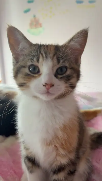 Kitten For Sale, View more