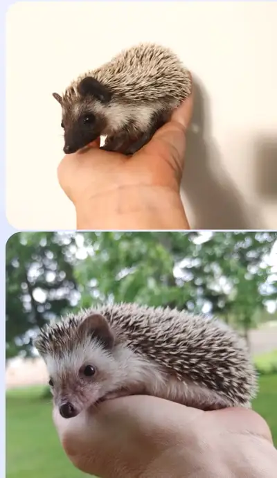 READY Sparkle or Savannah baby hedgehog girls!, View more