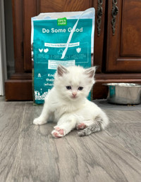 RAGDOLL kittens-TICA registered and purebred-high quality****