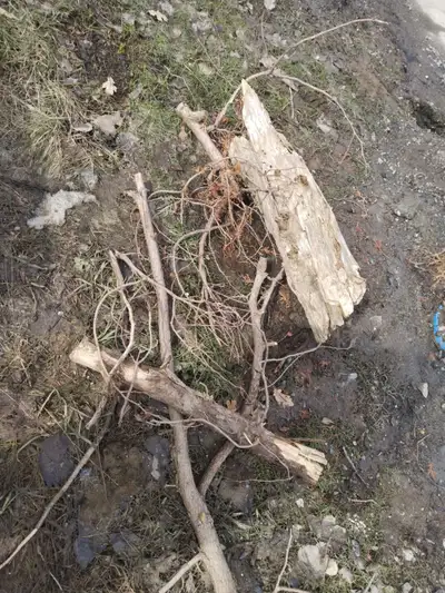 Cedar Branches Free to Pick up, View more
