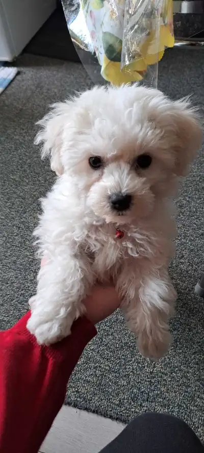 Bichon Puppy, View more
