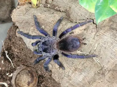 Tarantulas for Sale, View more