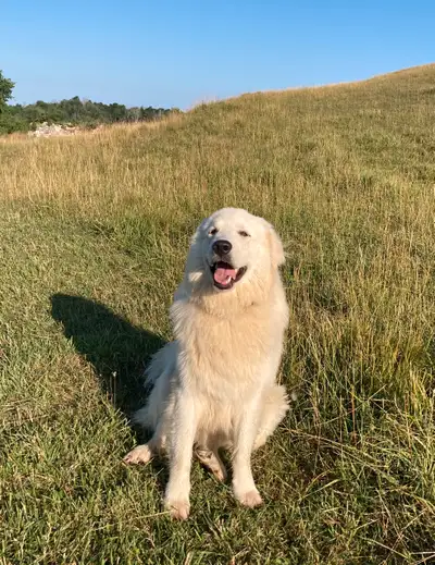 Great Pyrenees/Golden Lab puppy, 11 mos, medium-sized, View more