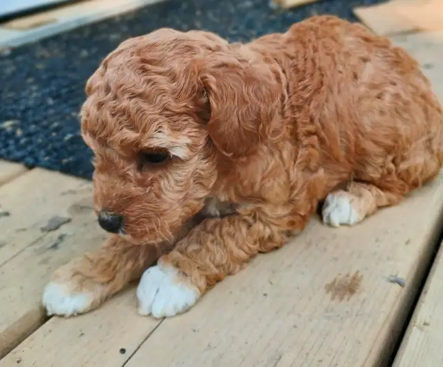 Mini Poodles- Red & Black in Dogs & Puppies for Rehoming in Owen Sound - Image 7