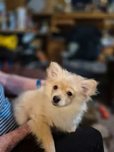 Female pomeranian for sale Has had 2 shots and deworming. Uses pee pads or loves to go outside. Vet...