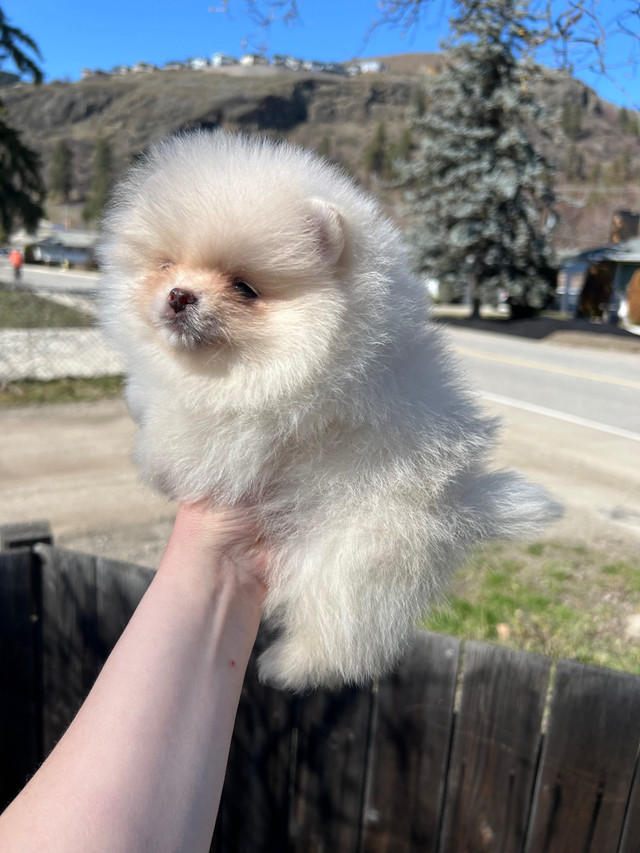 Pomeranian girl! Type teddy bear in Dogs & Puppies for Rehoming in Vernon - Image 2