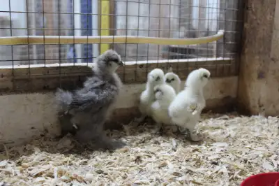 5 poussins soyeux (4 blancs et 1 dans les teintes de gris) et 3 croisés (1 Améraucana X poule rousse...