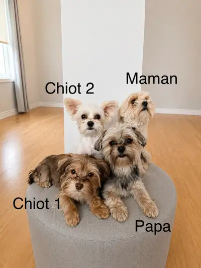 Chiots Yorkshire Terrier Biewer /Yorkshire Terrier Biewer Puppi, View more