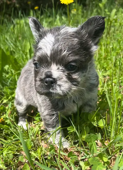 Pet Price $2500-$3500 Each pup is individually priced with Pet home and Breeding rights. Go to my we...