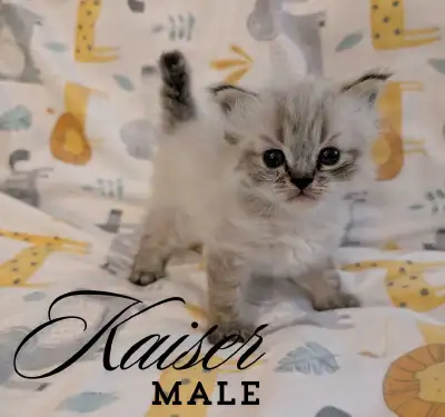 Purebred Ragdoll Kittens, View more