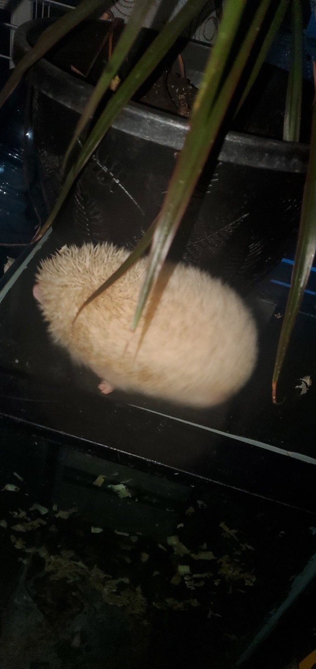 Hedgehog white Males dans Petits animaux à adopter  à Ville de Toronto - Image 3