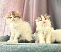 Scottish Fold and straight purebred kittens 