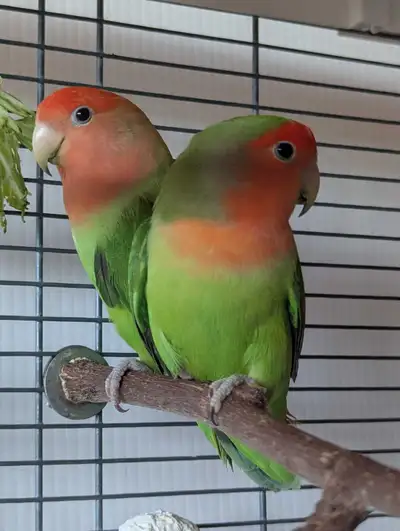 lovebirds, View more