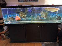 6’ aquarium fish tanks 125 gallons 