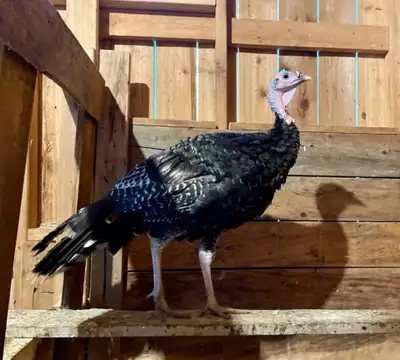 Ridley bronze turkey jakes, View more