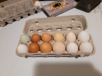 Large fresh chicken eggs 