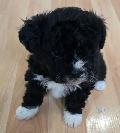 Ready for new home first week of June. Well socialized, use to children and other pets. Fully weaned...