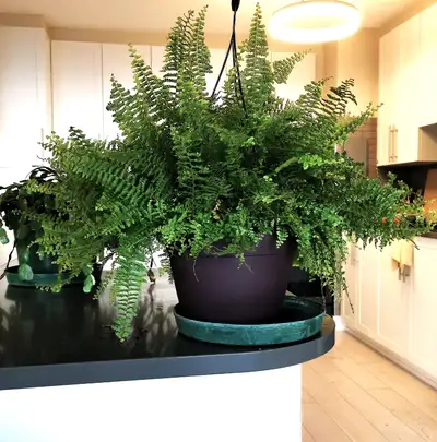 Pteris Fern, View more