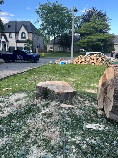 Professional Tree Removal and Cleanup, View more