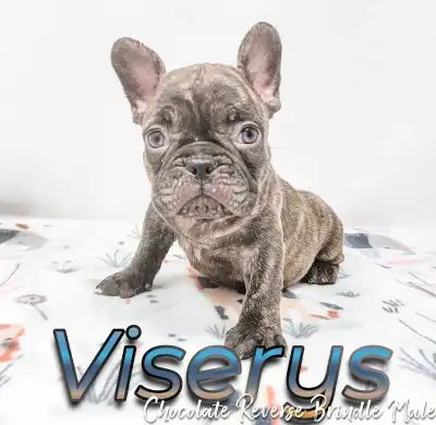 REG French Bulldogs Fawn, Cream, Blue, Merle, View more