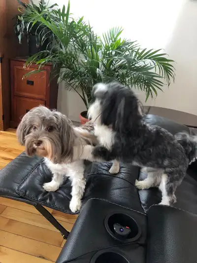 Couple de chiens à adopter, View more