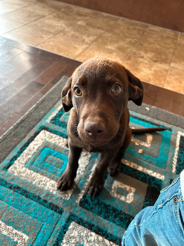 Chocolate lab puppy Dogs & Puppies for Rehoming Edmonton Kijiji