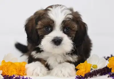 Bichon Shih Tzu SUMMER Puppies Available!, View more