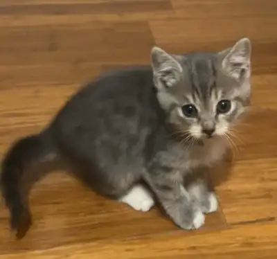 kittens for sale, View more