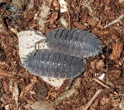 P. Echinatus Spiky Isopods, View more