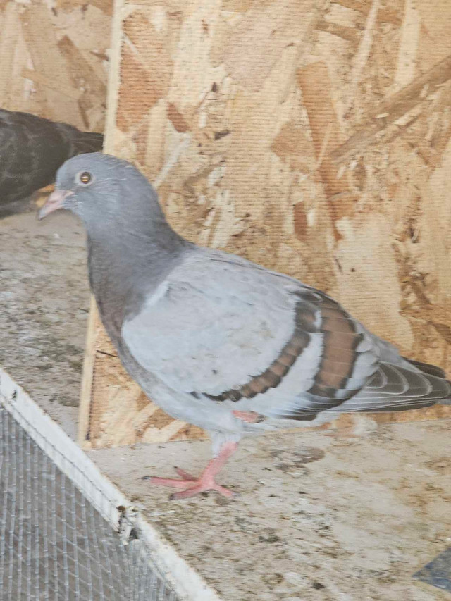 random piegons  in Birds for Rehoming in Calgary - Image 4