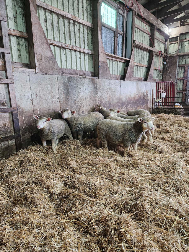ile de france ram lambs  in Livestock in Owen Sound - Image 2