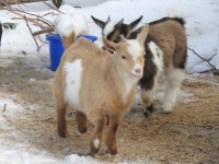 Purebred Nigerian Dwarf Goat Buckings for Sale or Trade