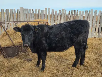 Open Angus Heifer , View more