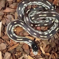California king snake Kawartha Lakes Peterborough Area Preview