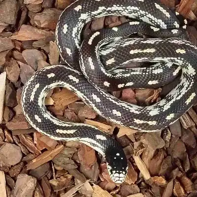 California king snake, View more