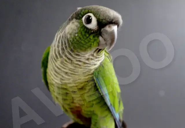 CONURE JOUES VERTES NAM M/F DISPONIBLES in Birds for Rehoming in Saint-Jean-sur-Richelieu - Image 4